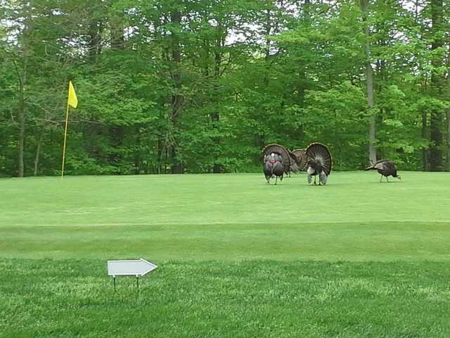 Hinckley Hills Golf Course - photo 1