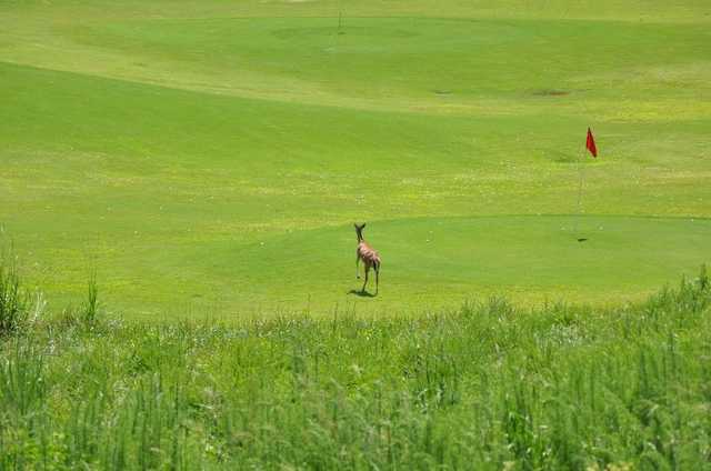 Tega Cay Golf Club - photo 7