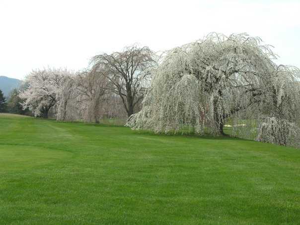 Mountain View Country Club - photo 4