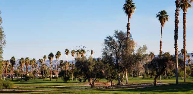 Mesquite - photo 5