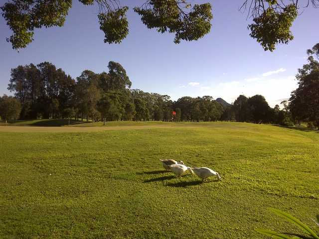 Mullumbimby Golf Club - photo 2