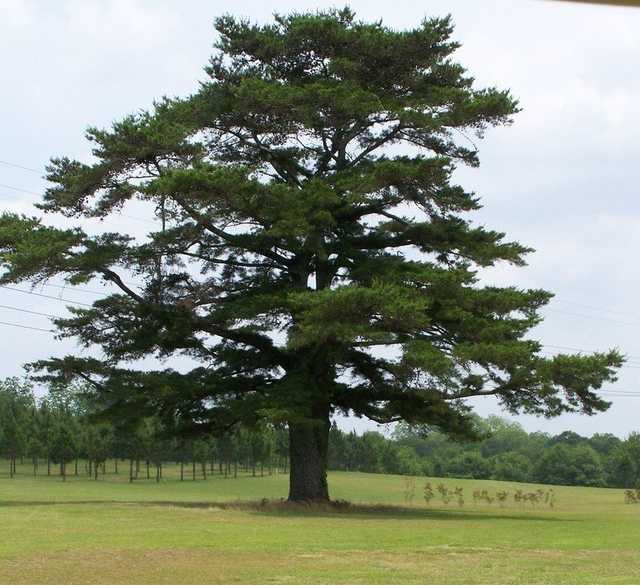 Old Pine Golf Course