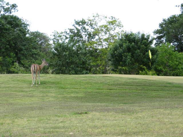 Rio Colorado Golf Course - photo 2