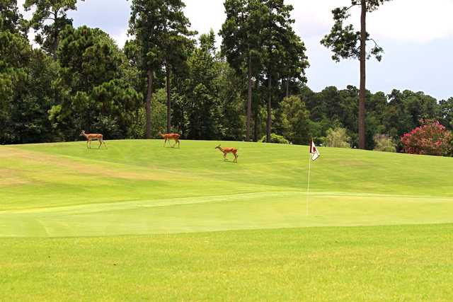 The Club At Carlton Woods - photo 5