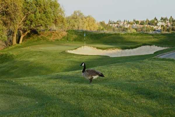 Lone Tree Golf Course - photo 5