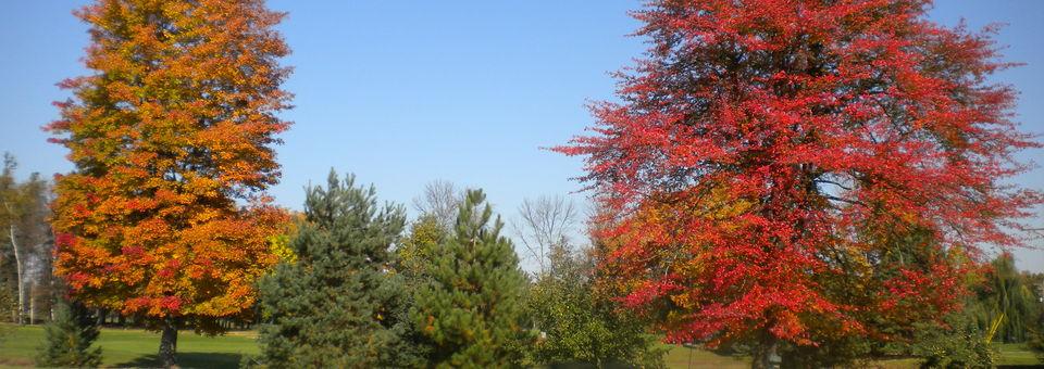 Willow Springs Golf and Country Club - photo 8