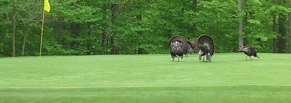 Hinckley Hills Golf Course - photo 5