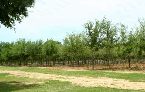 Indian Oaks Golf Club - photo 2