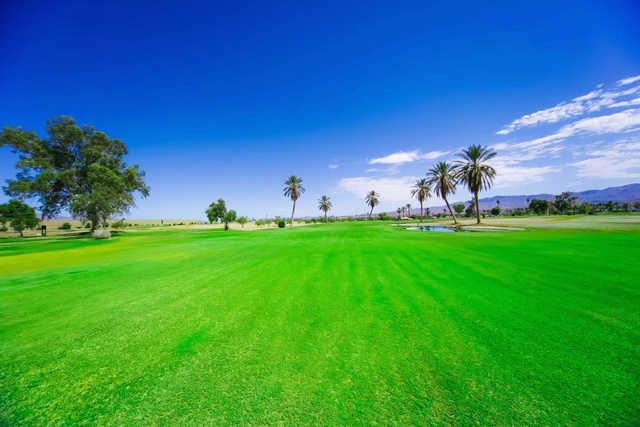 Havasu Island Golf Course - photo 2