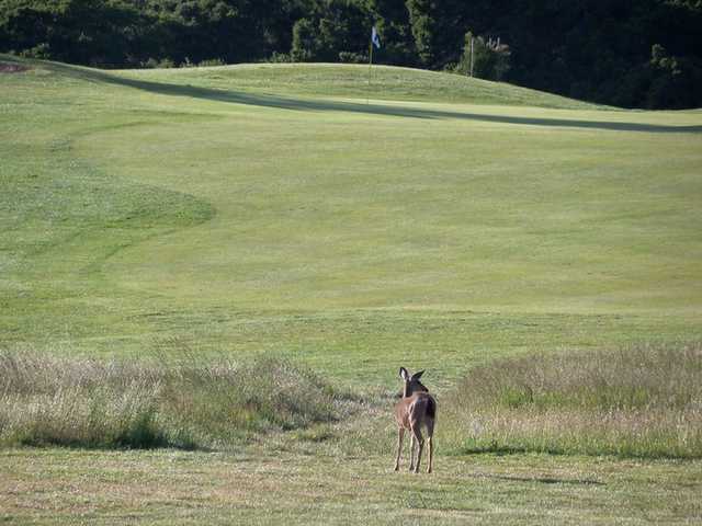 Crystal Springs Golf Course - photo 5