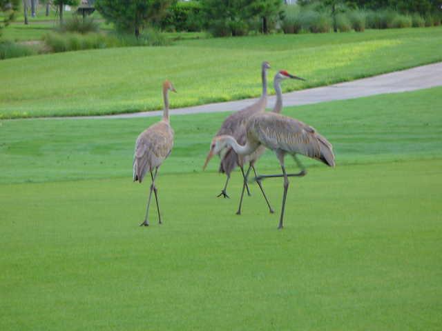 Harmony Golf Preserve - photo 5