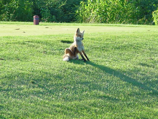 The Eagles Glenn Golf Resort - photo 8
