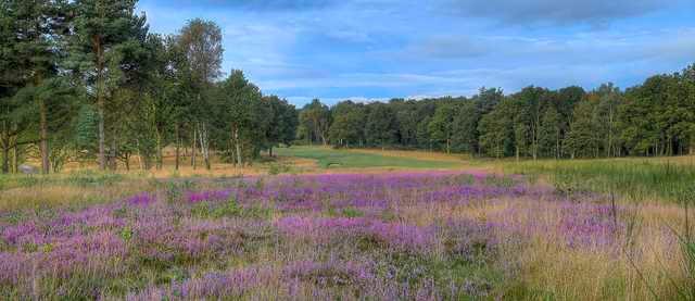 Sherwood Forest Golf Club - photo 4