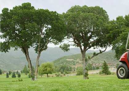 Pine Meadow