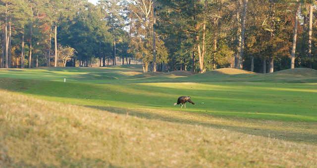 Sea Trail Golf Resort - The Rees Jones Golf Course - photo 1