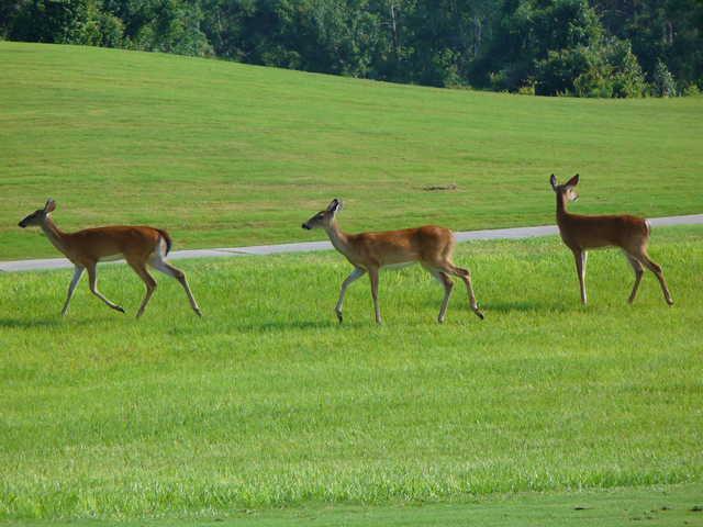 Harmony Golf Preserve - photo 6