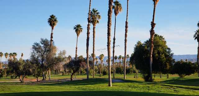 Mesquite - photo 4