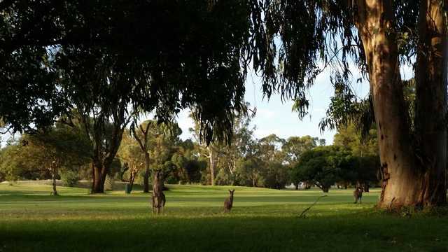 Deniliquin Golf Club - photo 3