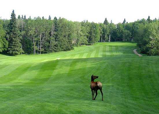 Waskesiu Golf Course - photo 3