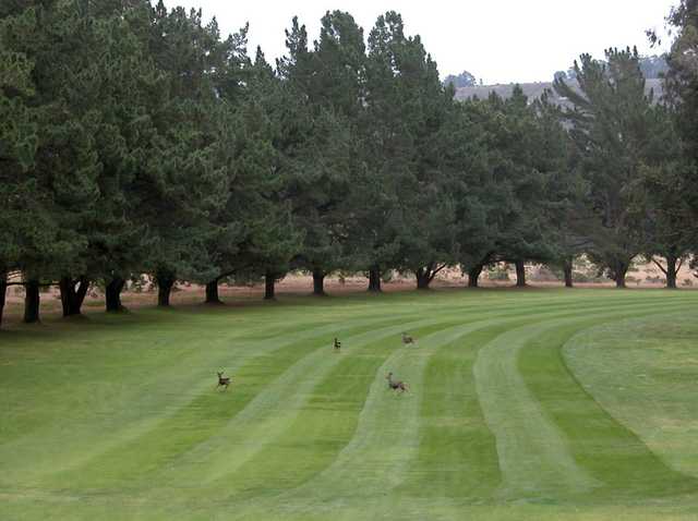 Marshallia Ranch