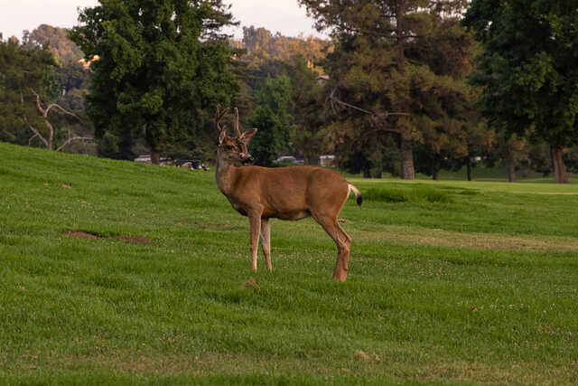 Marshall Canyon Golf Course - photo 4