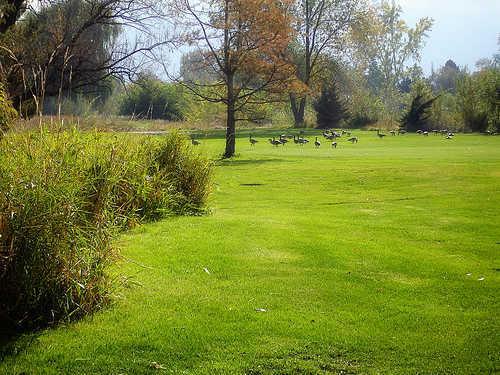 Mick Riley Golf Course - photo 2