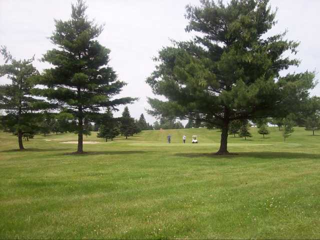 Willow Tree - photo 3