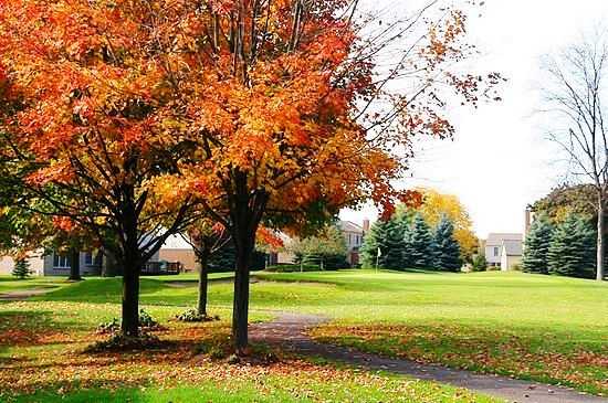 Bushwood Golf Club - Executive - 9 Holes - photo 4