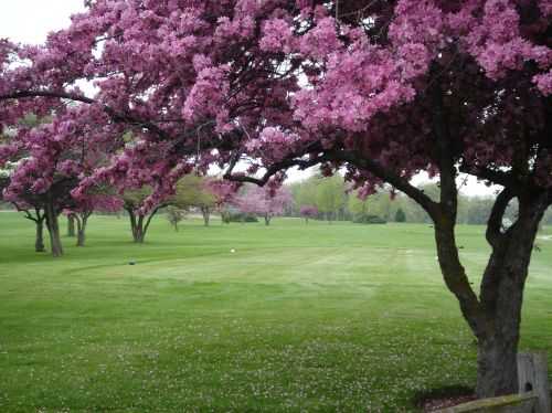 Shiloh Park Golf Course - photo 5