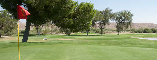 Tees and Trees - photo 1