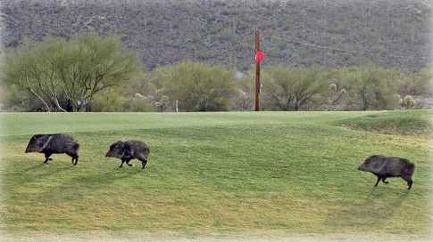 Tucson Estates Golf Course - photo 2