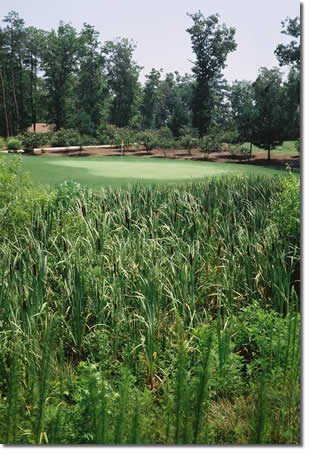 The Colonial Golf Course
